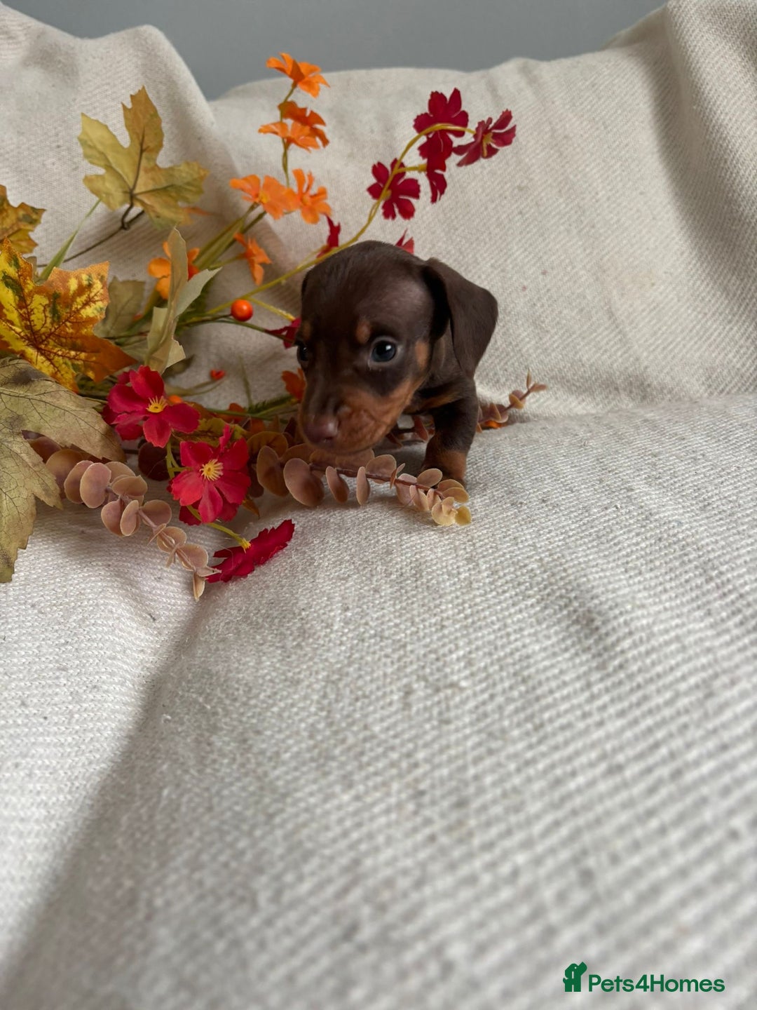Miniature Dachshund dogs for sale: Beautiful chocolate and tan miniature dachshund  - Image 6