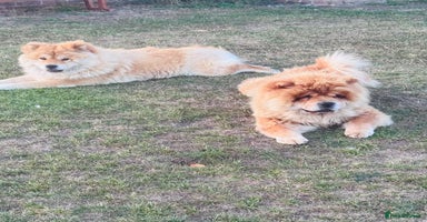 Chow Chow dogs - Advert 15