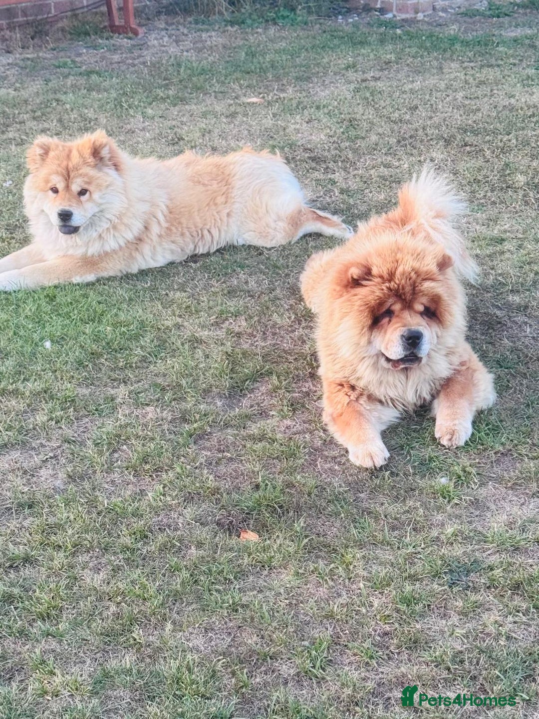 Chow Chow dogs for sale: Gorgeous Chow Chow Puppies Raised in a loving Home - Image 2