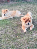 Chow Chow dogs - Advert 4