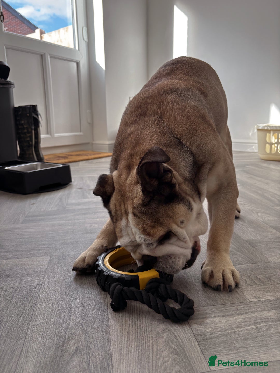 English Bulldog dogs for stud: Proven KC English Bulldog for Stud - Advert 4