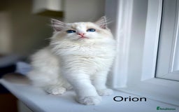 Ragdoll cats for sale: Beautiful Pedigree Ragdoll Kittens - Image 10