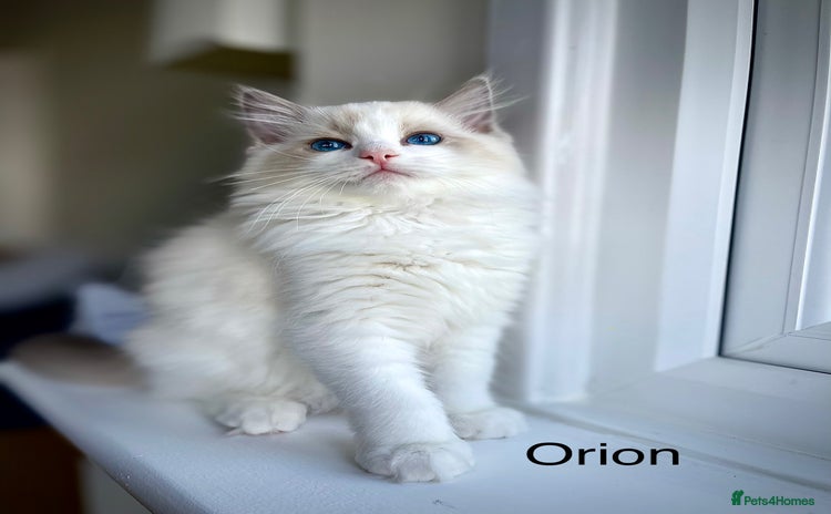 Ragdoll cats - Advert 12