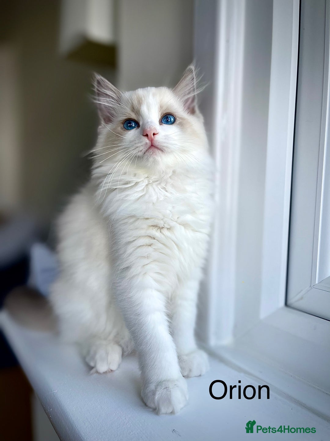 Ragdoll cats for sale: Beautiful Pedigree Ragdoll Kittens - Image 10