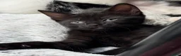 Mixed Breed cats for sale: Kittens Looking for Their Forever Home  - Advert 7