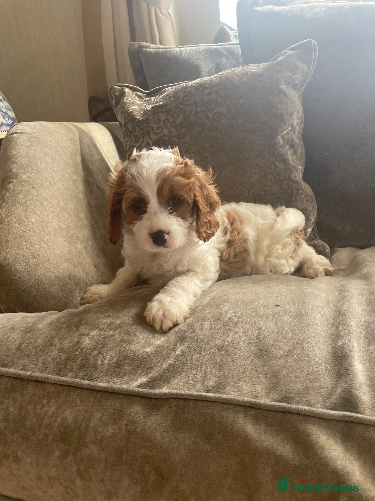 Cavapoo dogs Cavapoo puppies  - Advert 14