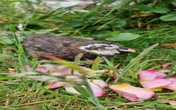 Quail poultry for sale: 🐣 Live Coturnix Jumbo Quail for Sale  in Birmingham - Image 15