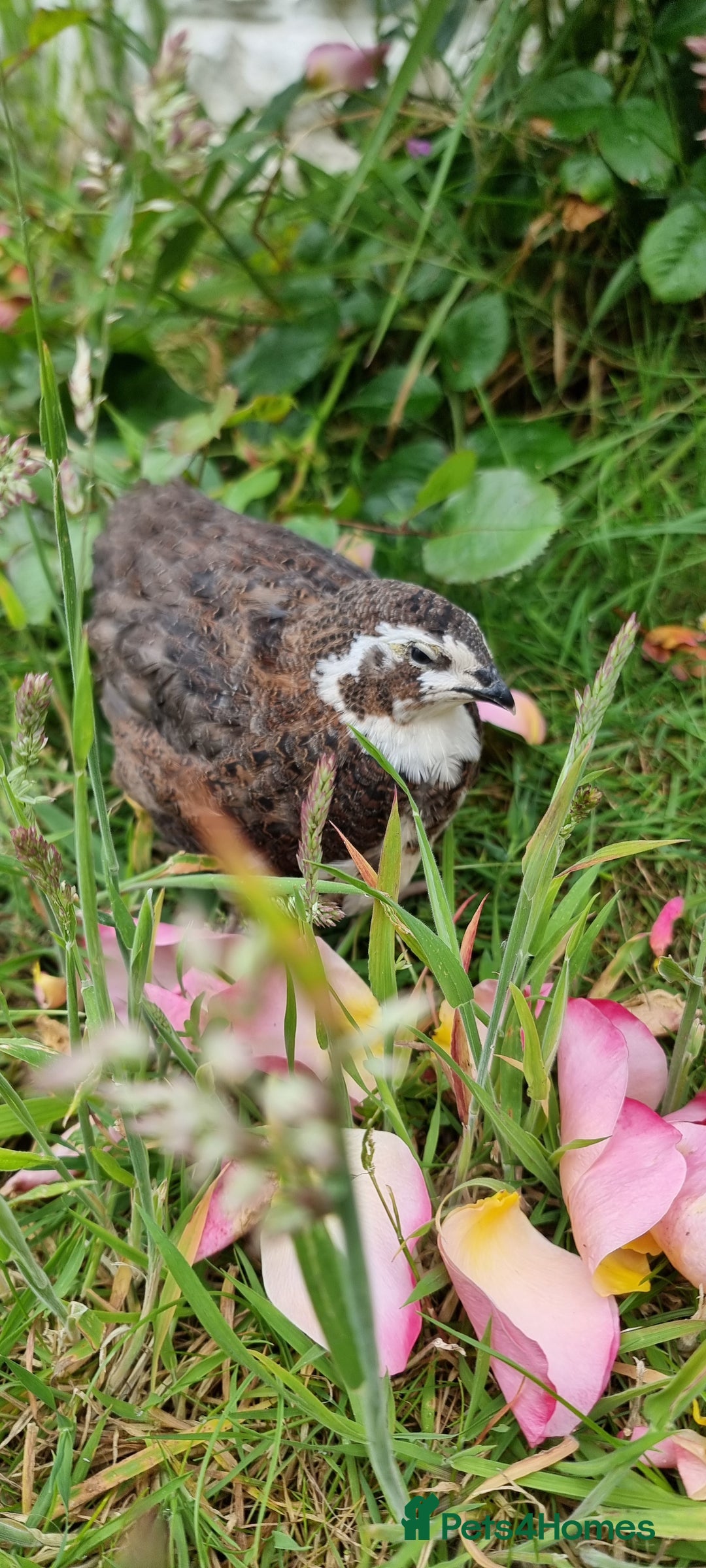 Quail poultry for sale: 🐣 Live Coturnix Jumbo Quail for Sale  in Birmingham - Image 15