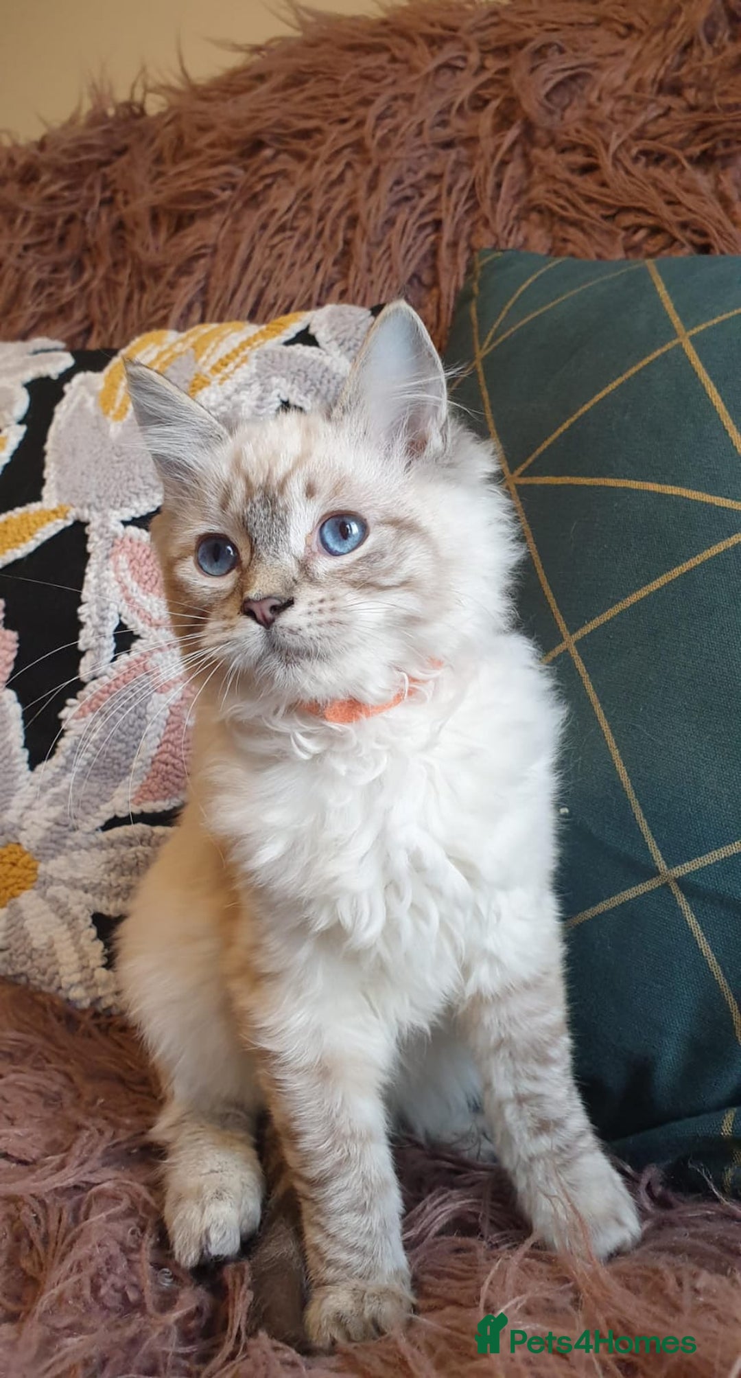 Ragdoll cats for sale: Beautiful GCCF Registered Lynx Ragdoll Kitten. - Advert 12