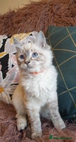 Ragdoll cats Beautiful GCCF Registered Ragdoll Kittens. - Advert 11