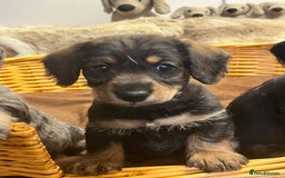 Mixed Breed dogs for sale: Adorable Daxi Jacks - Image 4