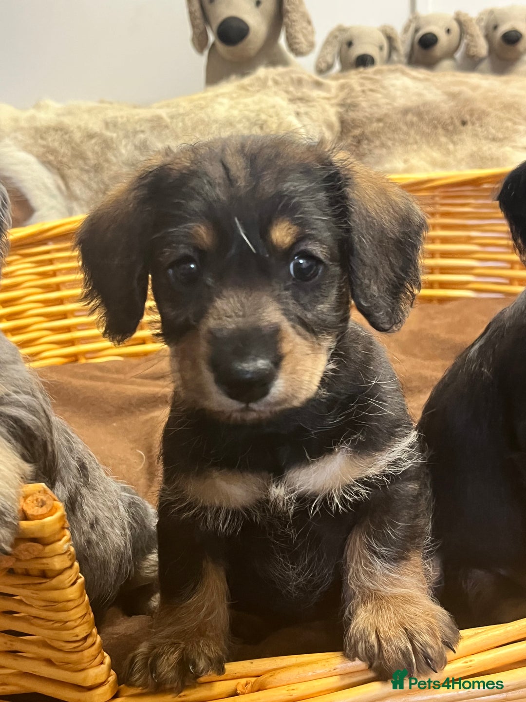 Mixed Breed dogs for sale: Adorable Daxi Jacks - Image 4