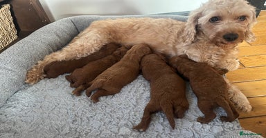 Cavapoo dogs - Advert 4