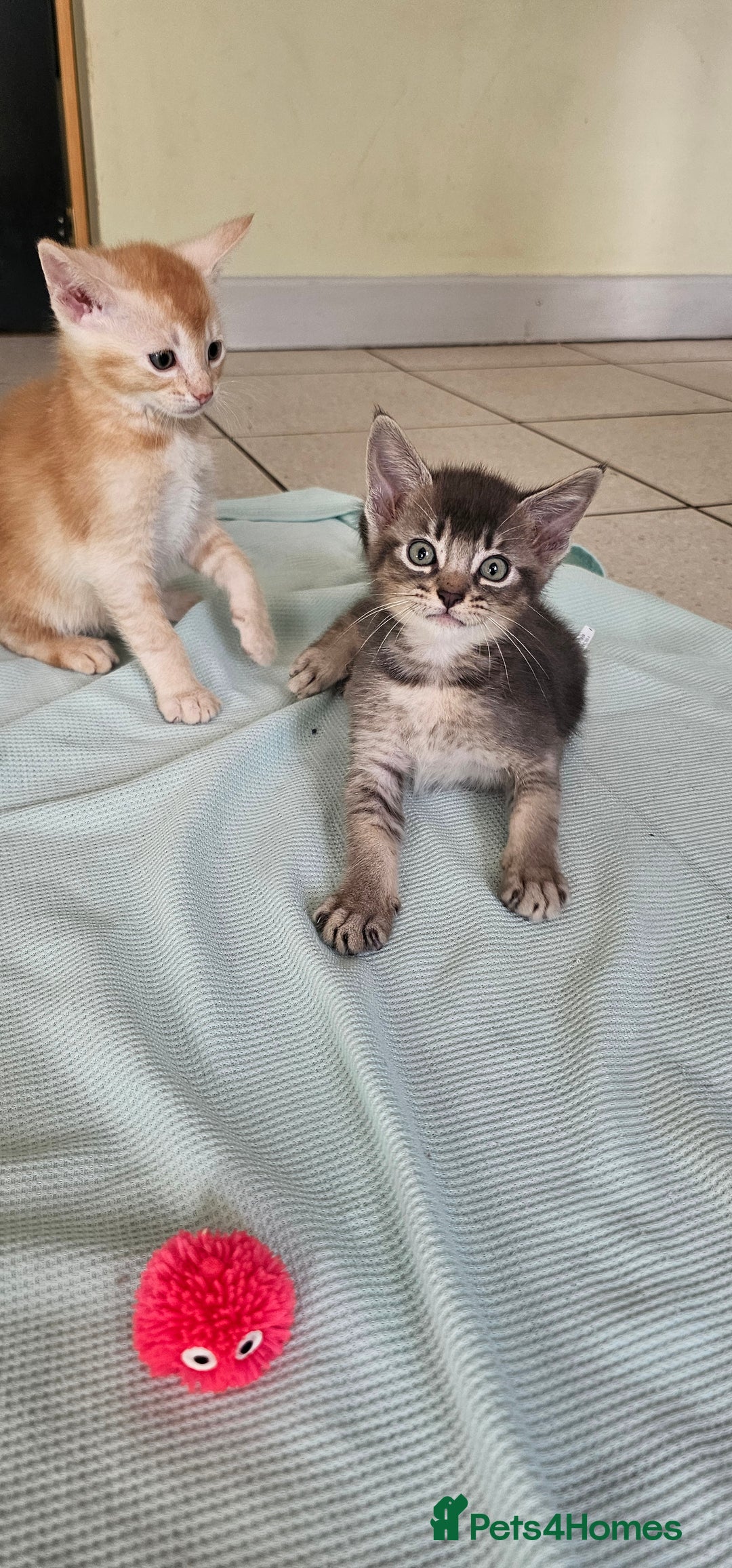 Abyssinian cats for sale: Abyssinian and Bengal x kittens 😻 - Image 19