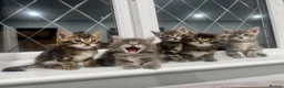 Bengal cats for sale: Bengal x Maine Coon Kittens - Advert 1