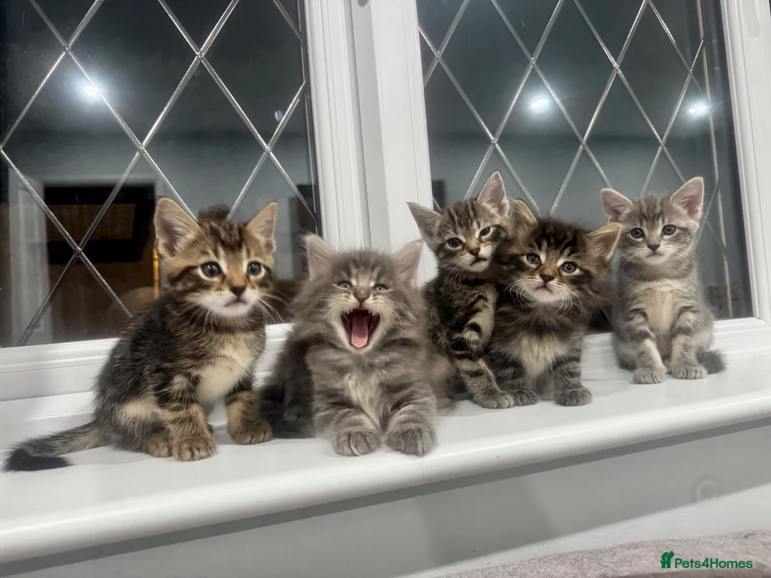 Bengal cats for sale: Bengal x Maine Coon Kittens - Advert 1