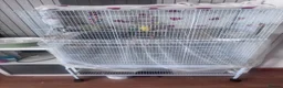 Budgerigars birds for sale: 4 beautiful budgies  in Romford - Advert 7