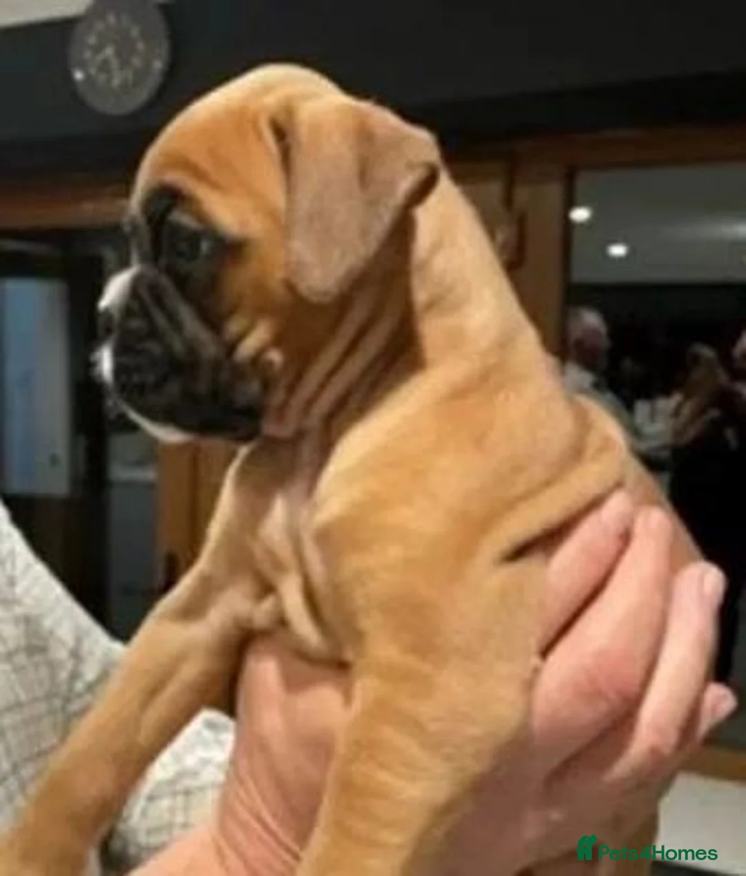 Boxer dogs for sale: Potty Trained Boxer Puppies in Bournemouth - Advert 2