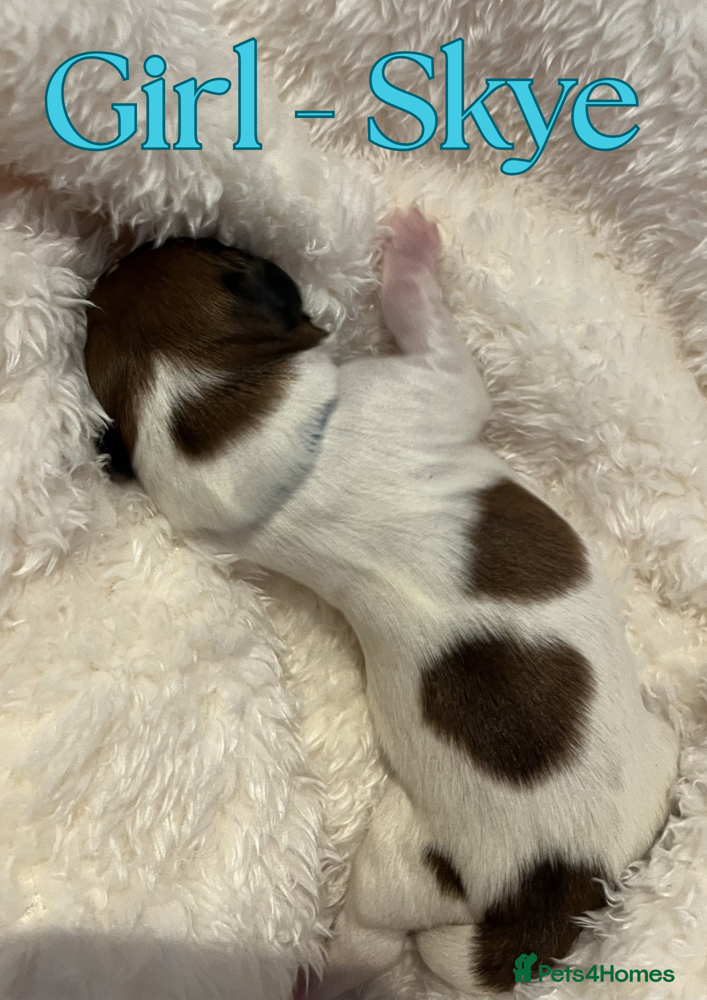 Maltipoo dogs Health Tested Cavachon x Maltipoo - Advert 2