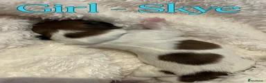 Mixed Breed Puppy 4