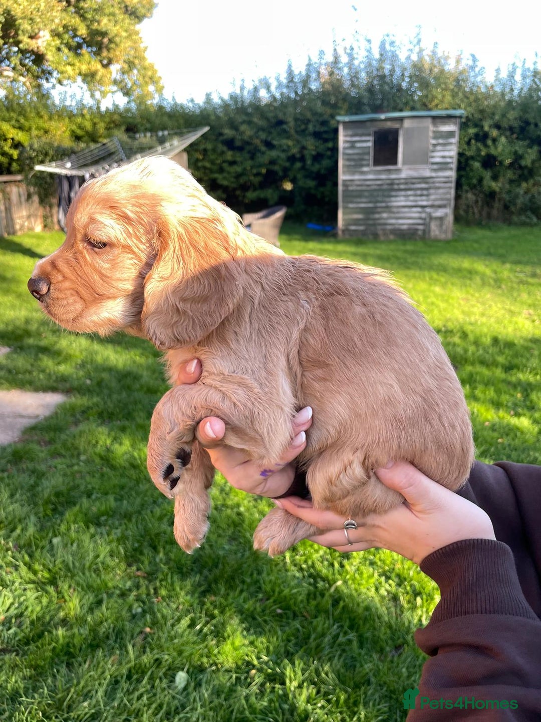Cocker Spaniel dogs for sale: KC registered cocker spaniel pups for sale  - Image 6