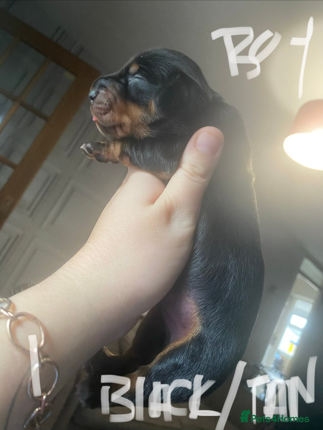 Miniature Dachshund dogs for sale: 3 handsome miniature dachshund boys! - Image 7
