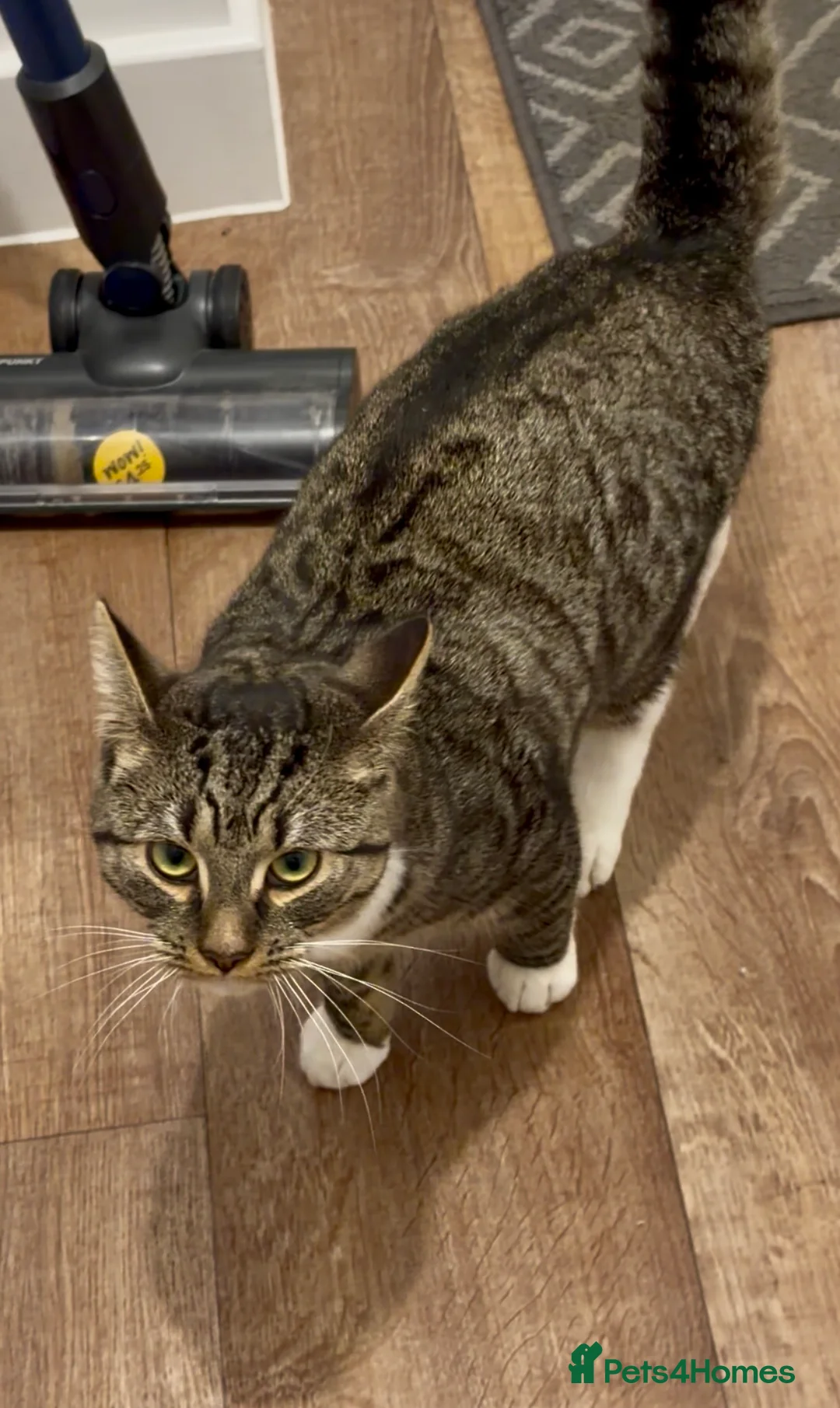 Mixed Breed cats for sale: 1 year old male cat - Advert 2