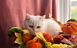 British Shorthair cats for sale: Two stunning sisters READY NOW - Image 13