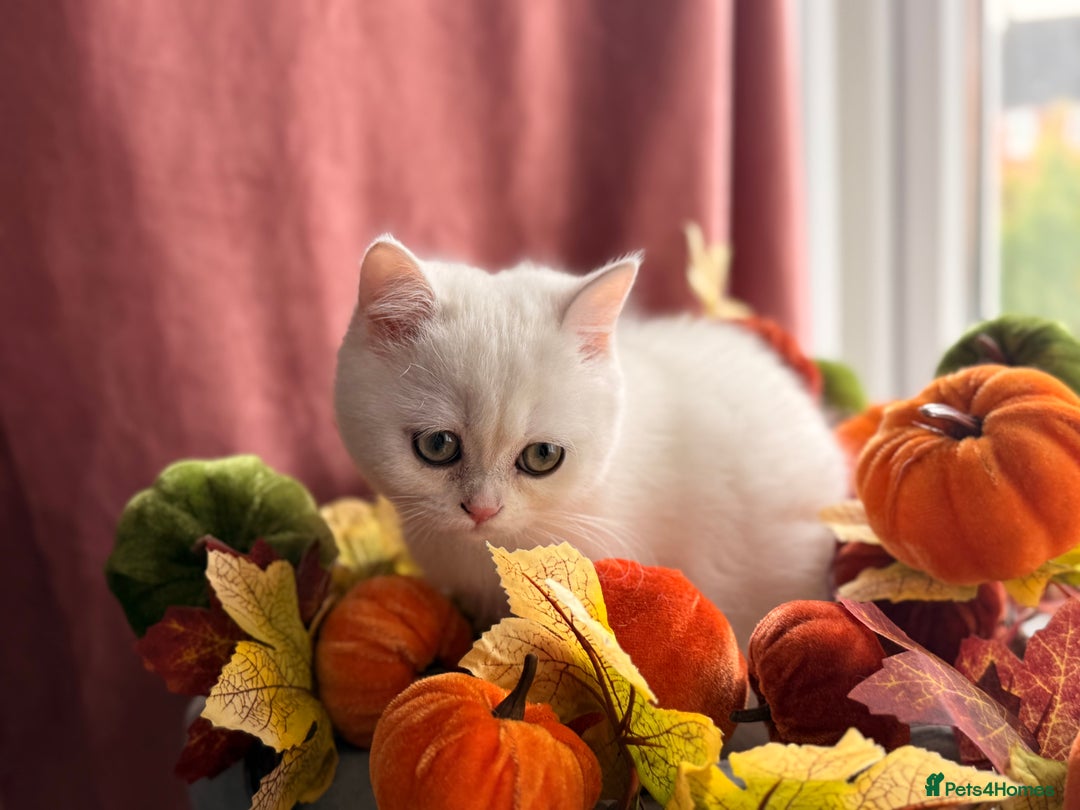 British Shorthair cats for sale: Two stunning sisters READY NOW - Image 13