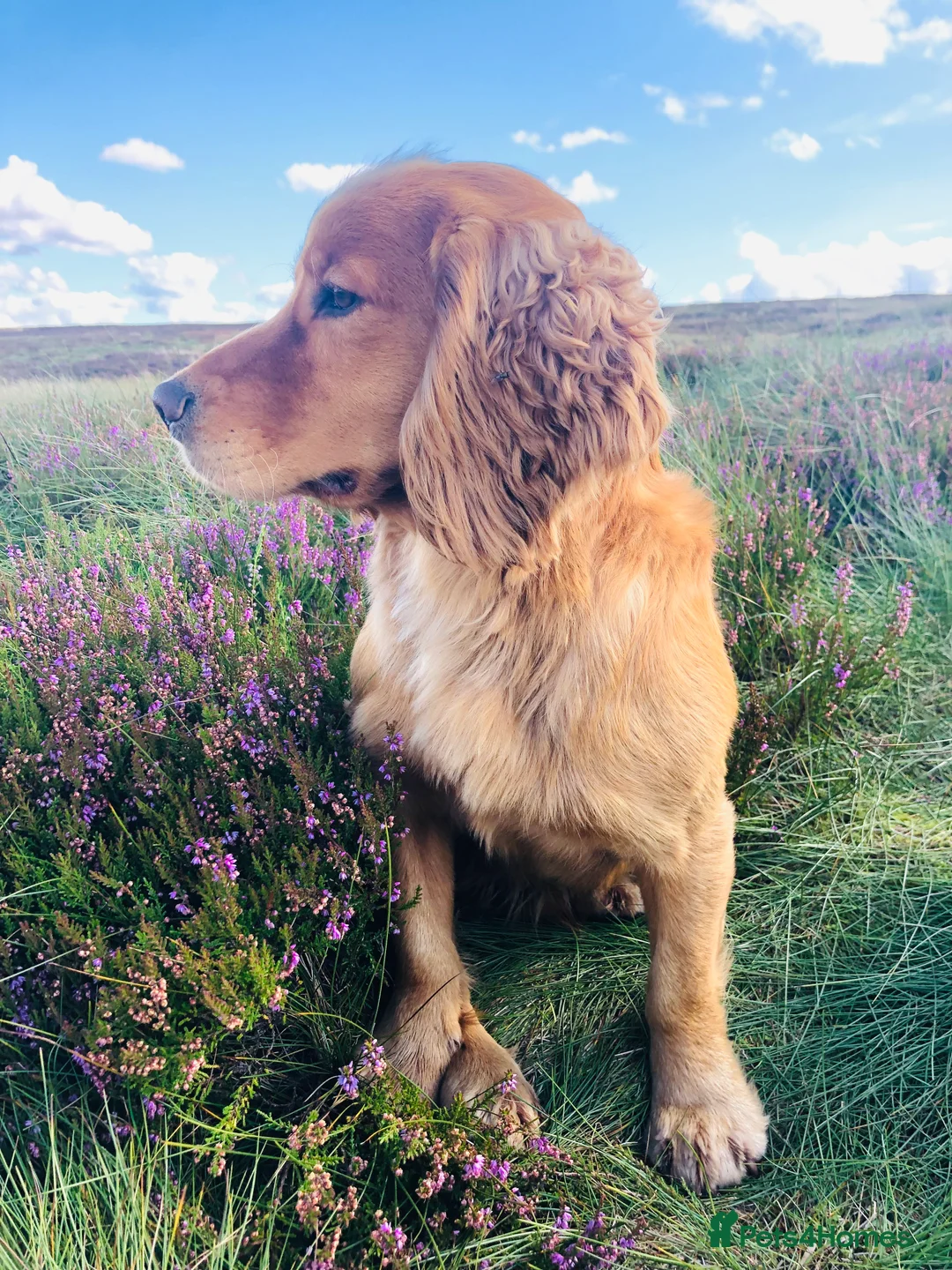 Cocker Spaniel dogs for stud: kc reg health tested working cockers - Advert 16