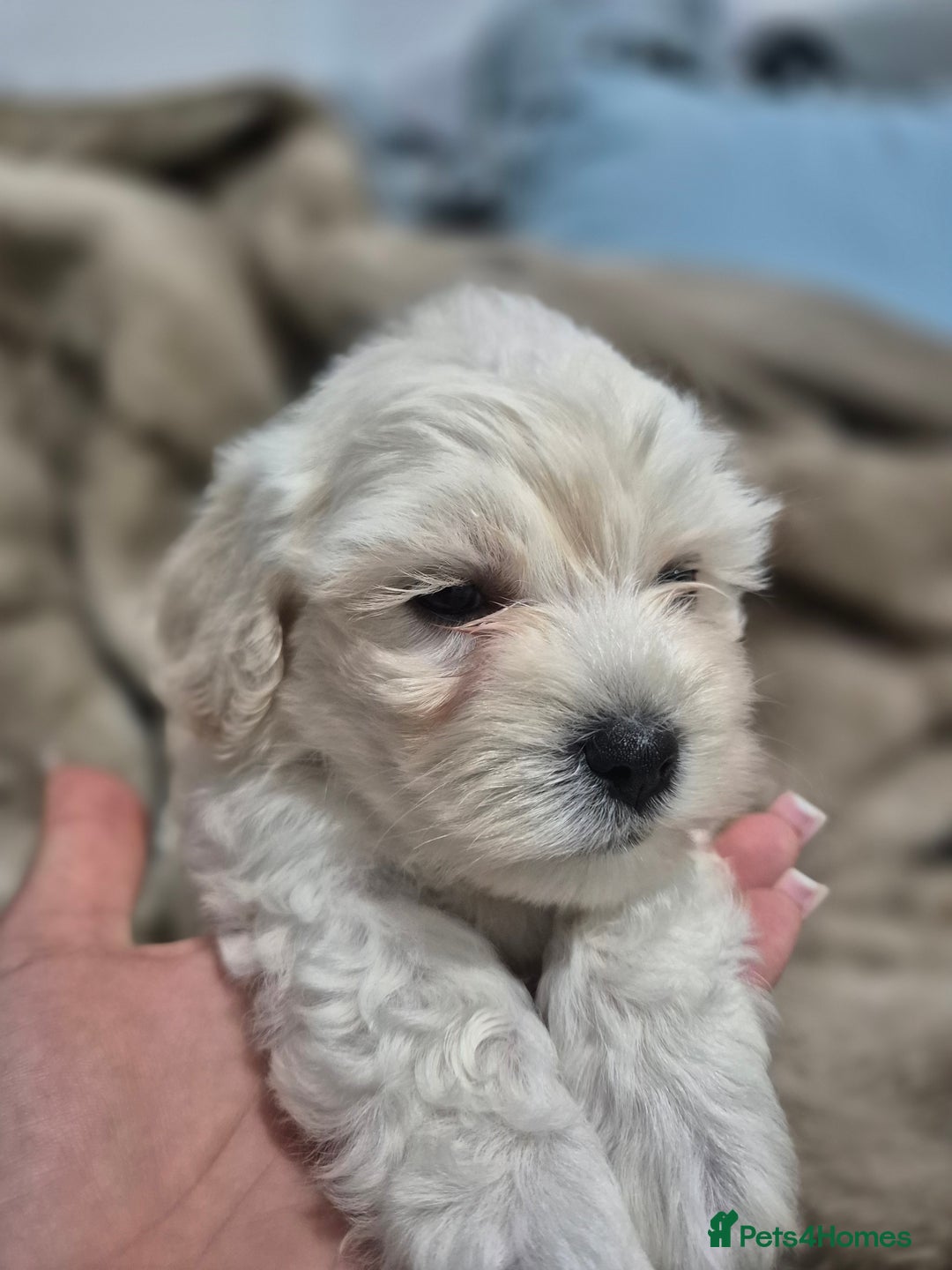 Maltese dogs for sale: K1 Beautiful Maltese puppies  - Advert 9