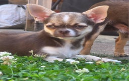 Chihuahua dogs for sale: BOY  Ready To Go✔️ in Basildon - Image 6