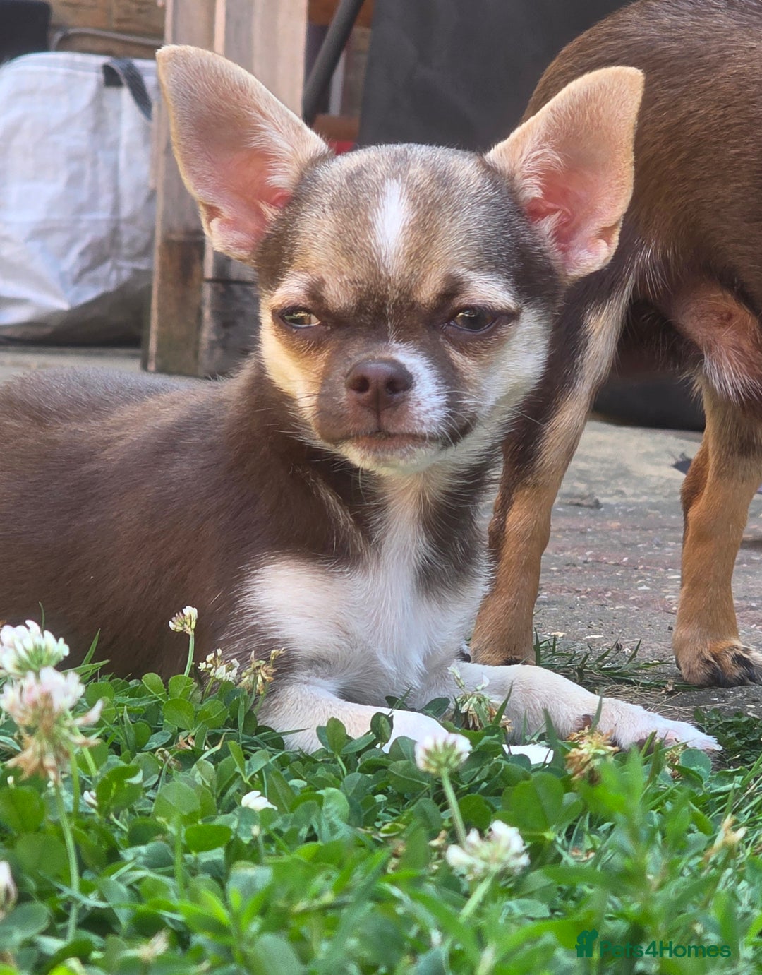 Chihuahua dogs for sale: BOY  Ready To Go✔️ in Basildon - Image 6