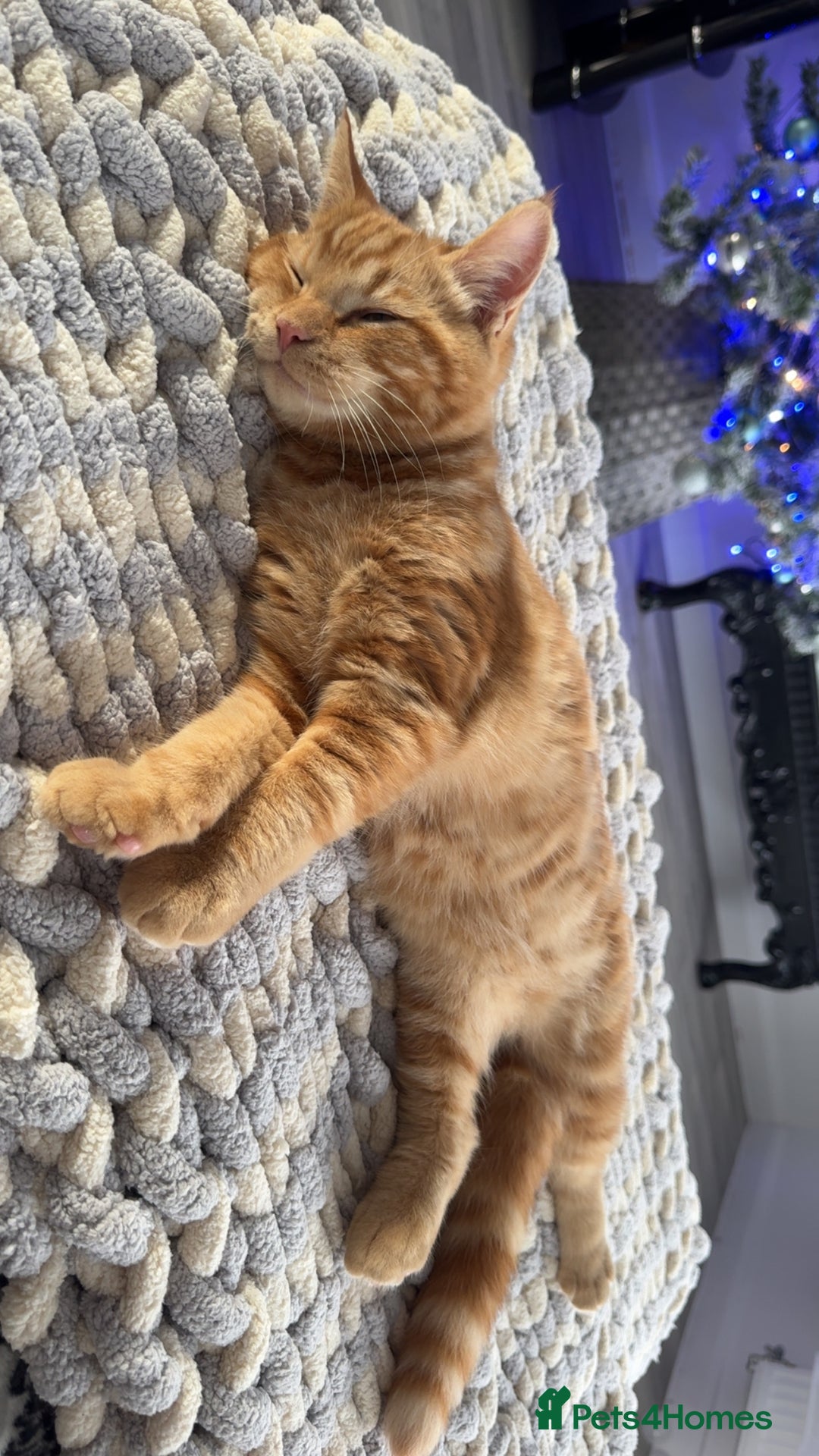 Bengal cats for sale: Gorgeous ginger boy  - Advert 5