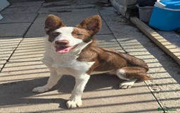 Border Collie dogs for sale: Red and White border collie - Image 1
