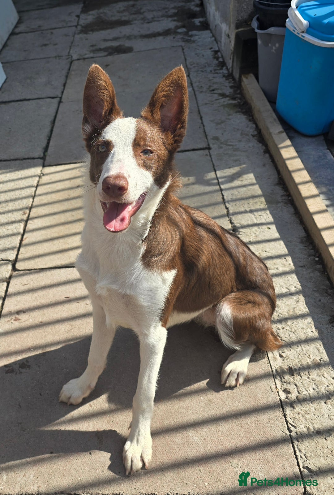 Border Collie dogs for sale: Red and White border collie - Image 1