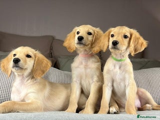 Goldendoodle dogs ABSOLUTELY GORGEOUS DOODLES - Advert 12