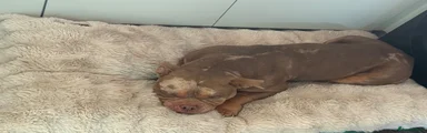 American Bully 2