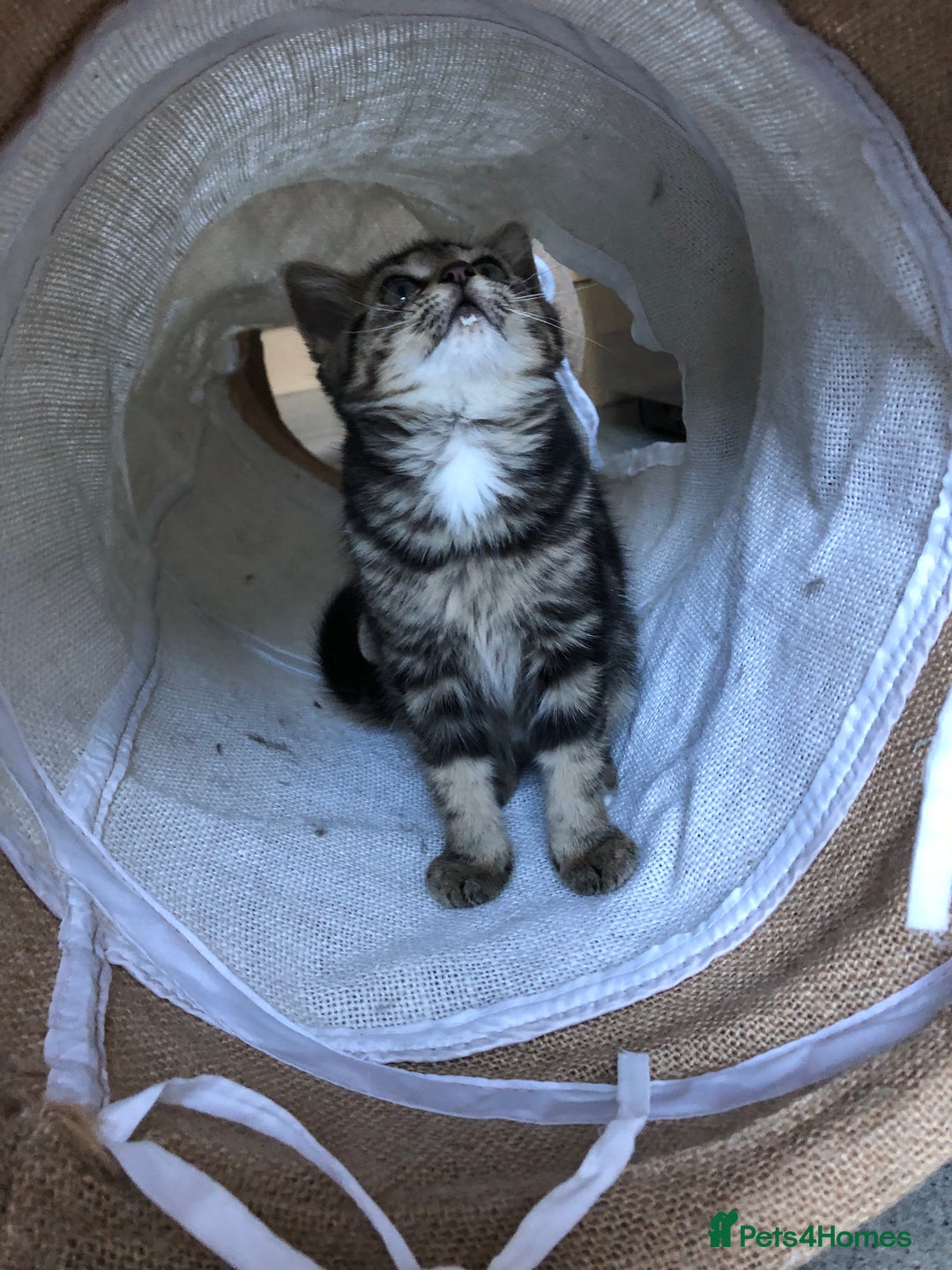 Mixed Breed cats for sale: Cute Tabby Baby Girl 🐈 - Image 3