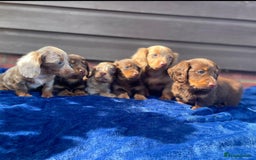 Miniature Dachshund dogs for sale: Long haired miniature Dashshund puppies  - Image 24