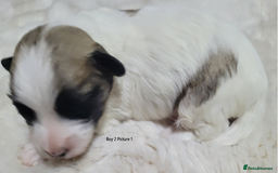 Mixed Breed dogs for sale: 🐶 Adorable La-Chon Puppies-Ready 1st December 🐶 - Image 5