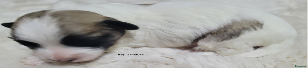 Mixed Breed Puppy 2