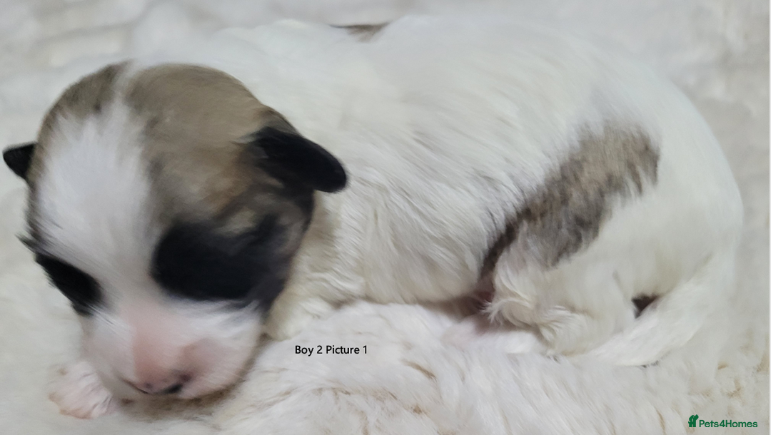Mixed Breed dogs for sale: 🐶 Adorable La-Chon Puppies-Ready 1st December 🐶 - Image 5