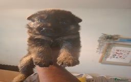 German Shepherd dogs for sale: German Shepherd Puppy 4 - Exceptional German shepherd puppies  - Image 11