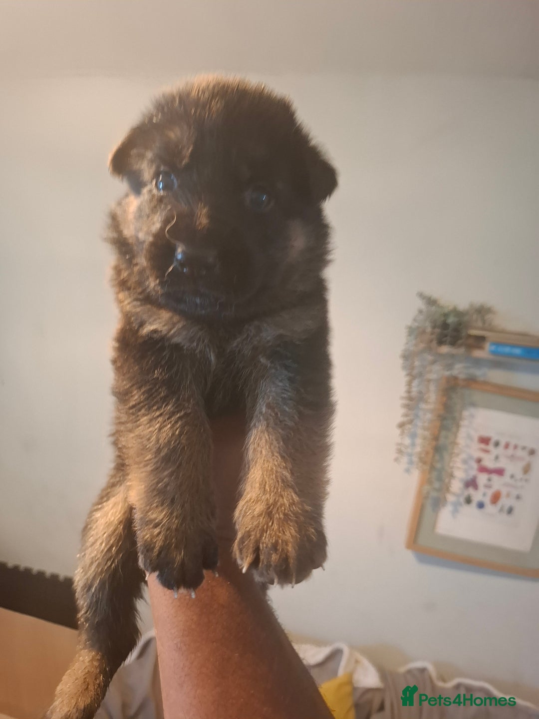 German Shepherd dogs for sale: German Shepherd Puppy 4 - Exceptional German shepherd puppies  - Image 11