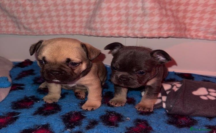 French Bulldog dogs - Advert 10
