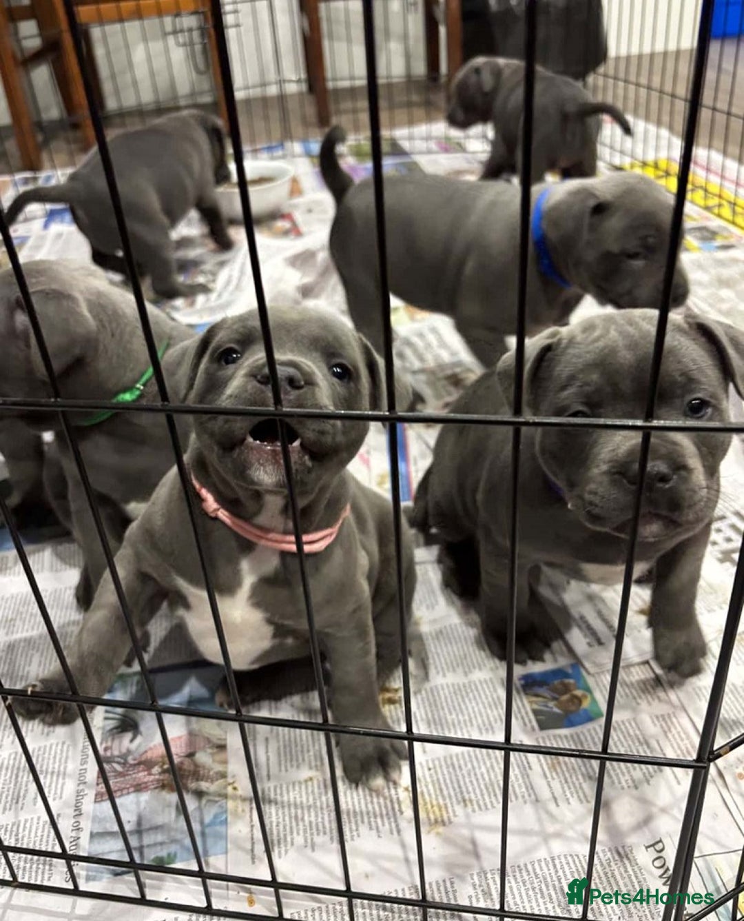 Staffordshire Bull Terrier dogs for sale: Purebred blue Staffordshire Bull terrier puppies - Image 1