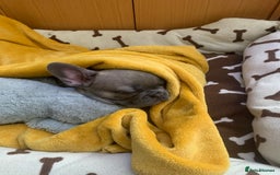 French Bulldog dogs for sale: Our little Aida - new loving family home  - Image 2