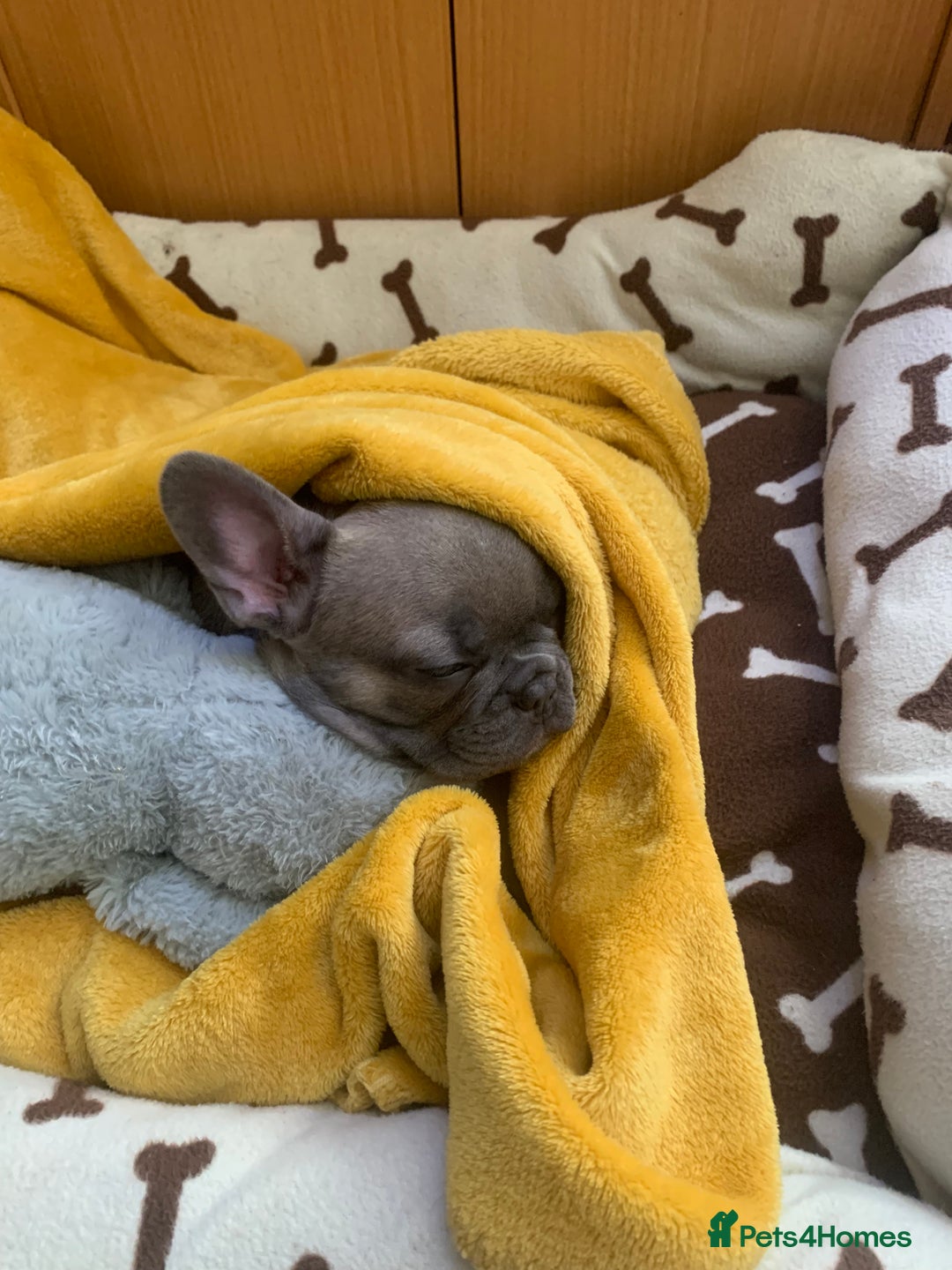 French Bulldog dogs for sale: Our little Aida - new loving family home  - Image 2