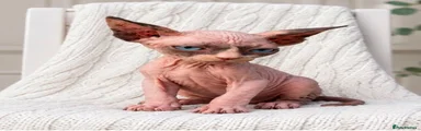 Sphynx 3